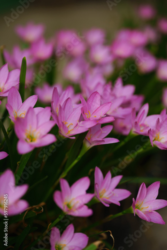 Pink flower known as rain lily or also called Zephyranthes rosea when it blooms