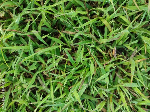 Wet green grass seen from above