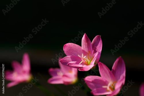 Pink flower known as rain lily or also called Zephyranthes rosea when it blooms