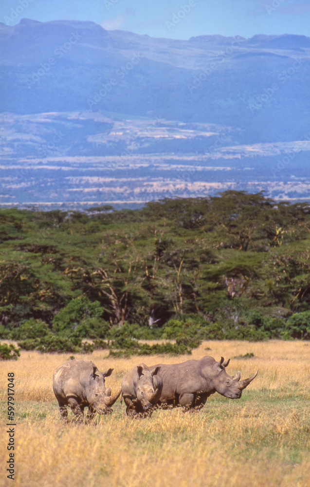 Fototapeta premium White Rhino in Kenya