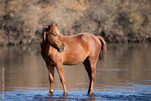 Red bay stallion wild horse during morning golden hour at the Salt River near Mesa Arizona United States