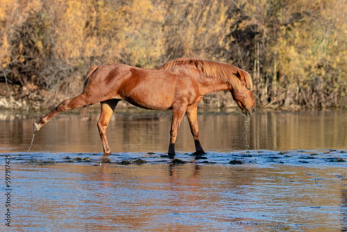 Red bay stallion wild horse stretching out during morning golden hour at the Salt River near Mesa Arizona United States