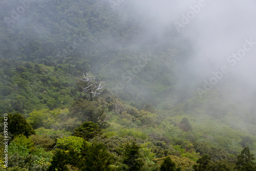 fog in the mountains