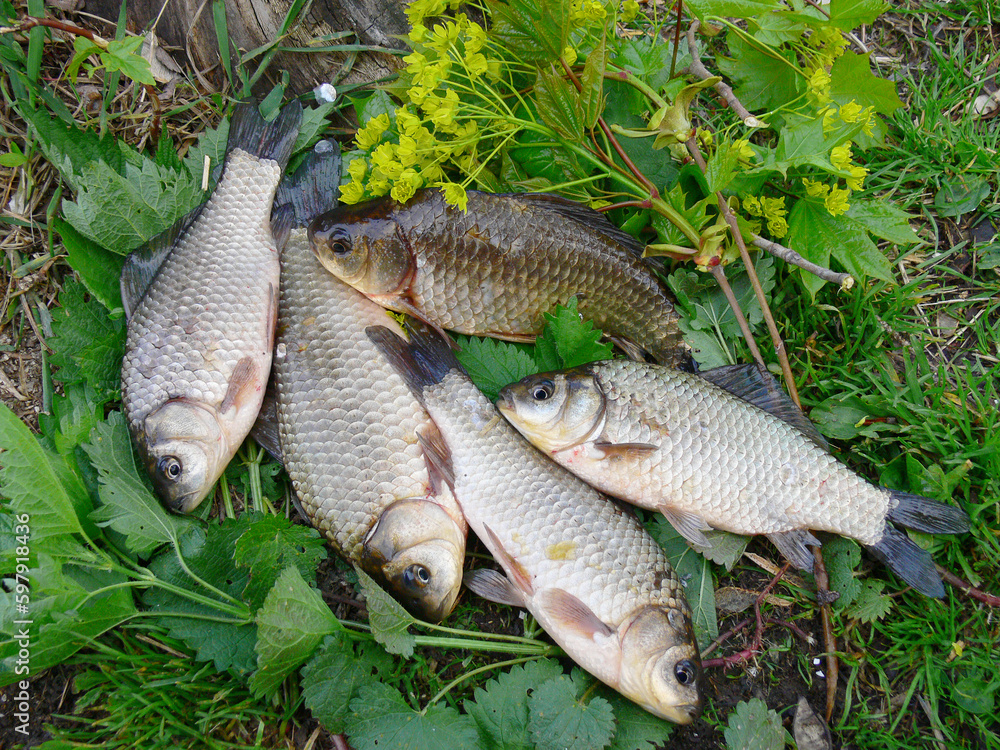 Several silver carp lying on the shore of the pond. Several silver carp lying on the shore of the pond.