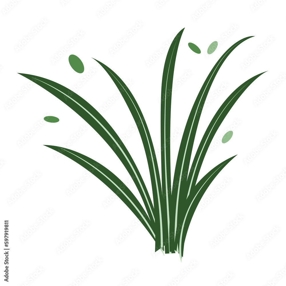 Tropical foliage plant bush on transparent background Tropical foliage plant bush on transparent background