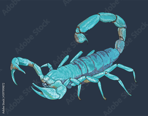Drawing Blue scorpion,beautiful, sting, poison,art.illustration, vector