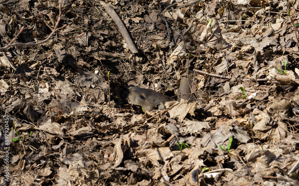 A marmot near his cave Groundhog (Marmota monax), also known as a woodchuck, standing and looking for danger A marmot near his cave Groundhog (Marmota monax), also known as a woodchuck, standing and looking for danger