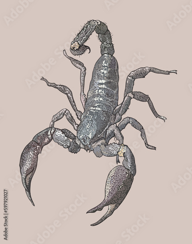 Drawing Asian forest scorpion, sting,midle, art.illustration, vector