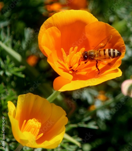 bee on a California poppy