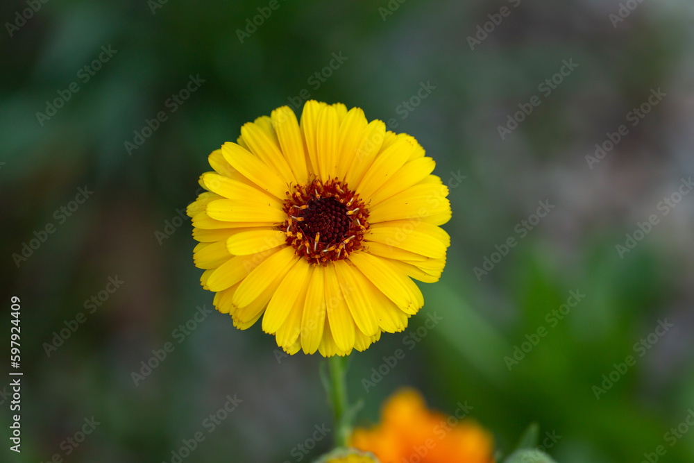 detailed macro of yellow orange flower against green background detailed macro of yellow orange flower against green background