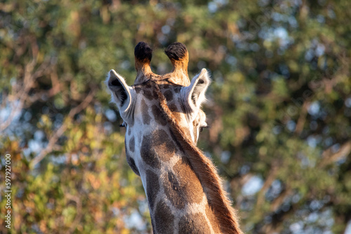 Giraffe head viewed from behind