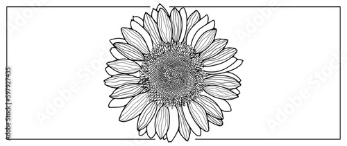 Sunflower black and white vector illustration. Illustration for decor, designs, postcards, business cards, presentations
