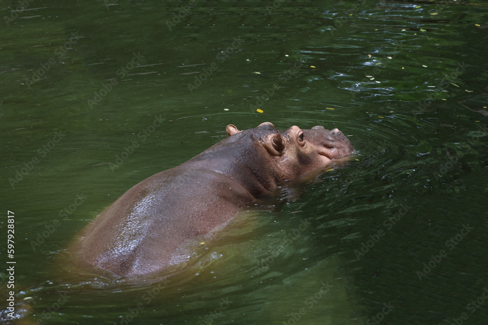 Close up head The Big hippopotamus is float in river Close up head The Big hippopotamus is float in river