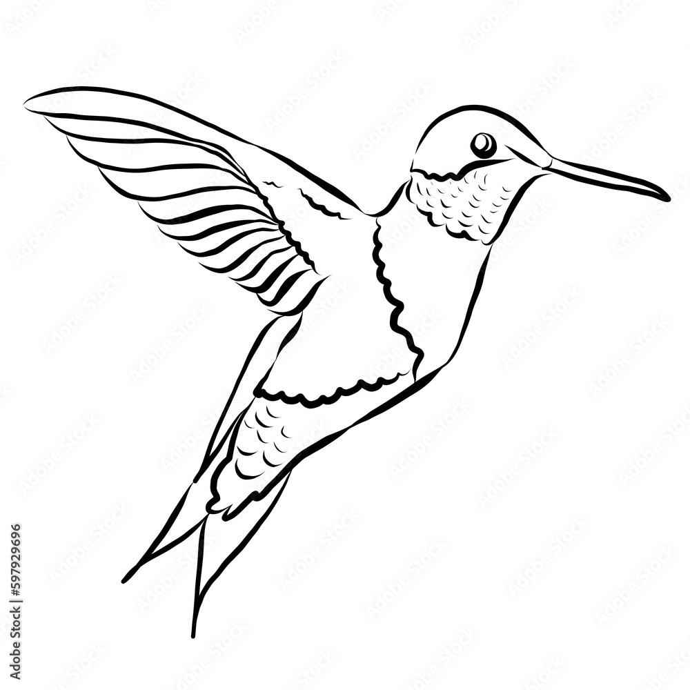 Obraz premium hummingbird doodle on transparent background