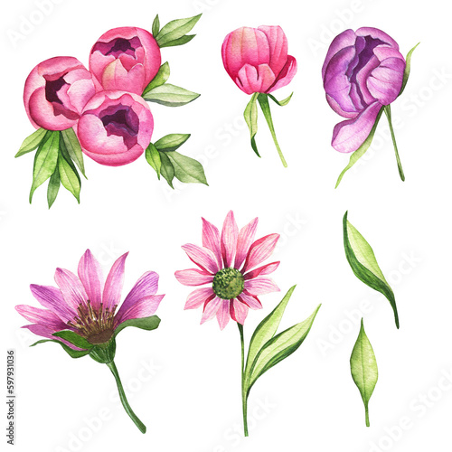 Watercolor illustration. Hand-drawn pink peonies and pink chrysanthemums isolated on a white background. Flowers, botany
