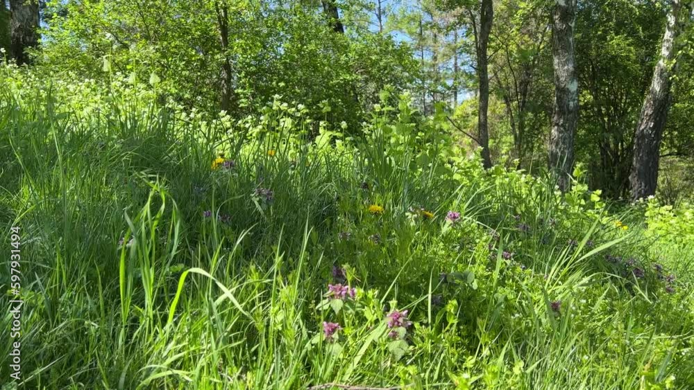 Forest glade with green grass and flowers in summer. Forest glade with green grass and flowers in summer.