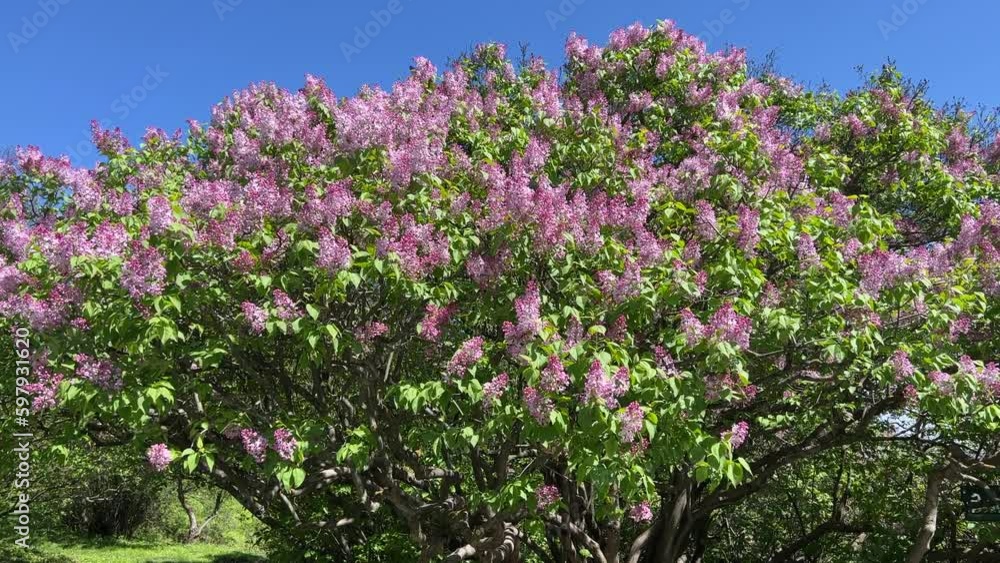 Lilac bush purple pink flowers in garden against blue sky. Lilac bush purple pink flowers in garden against blue sky.