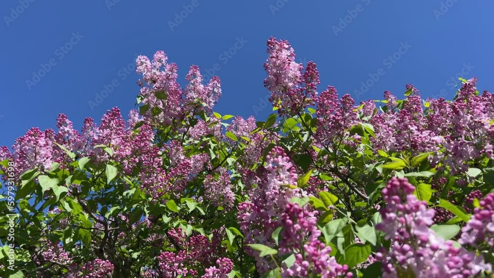 Lilac flowers in the garden against clear blue sky. Lilac flowers in the garden against clear blue sky.