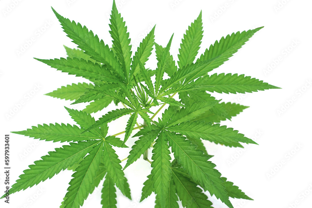 Green marijuana leaf, green marijuana plant on white background, medical marijuana cultivation                              