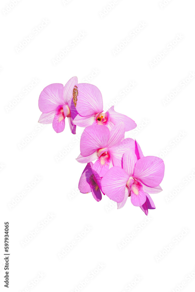pink orchid flower isolated on white background with clipping path. pink orchid flower isolated on white background with clipping path.