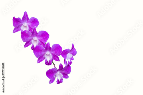 Purple orchids isolated on white background with clipping path.