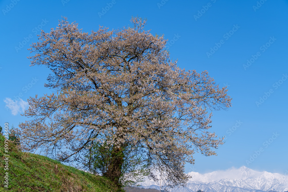 一本桜と雪山 一本桜と雪山