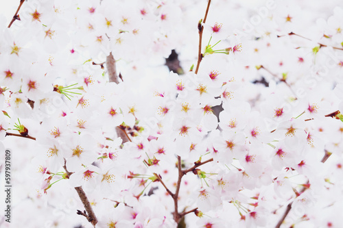 Fototapeta Naklejka Na Ścianę i Meble -  Sakura