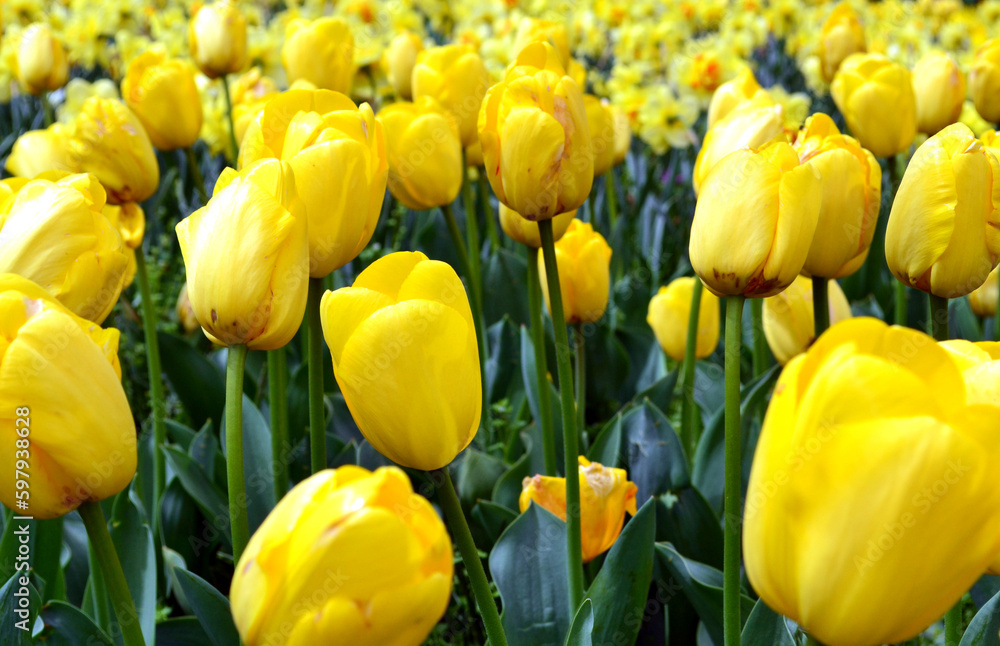 Meadow of yellow tulips