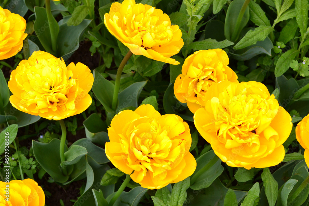 Yellow peony tulips in a flower garden in springtime Yellow peony tulips in a flower garden in springtime