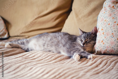 Senior cat sleeps on a sofa with brown pillows. Old pet sleeps on a beige sofa with a blanket