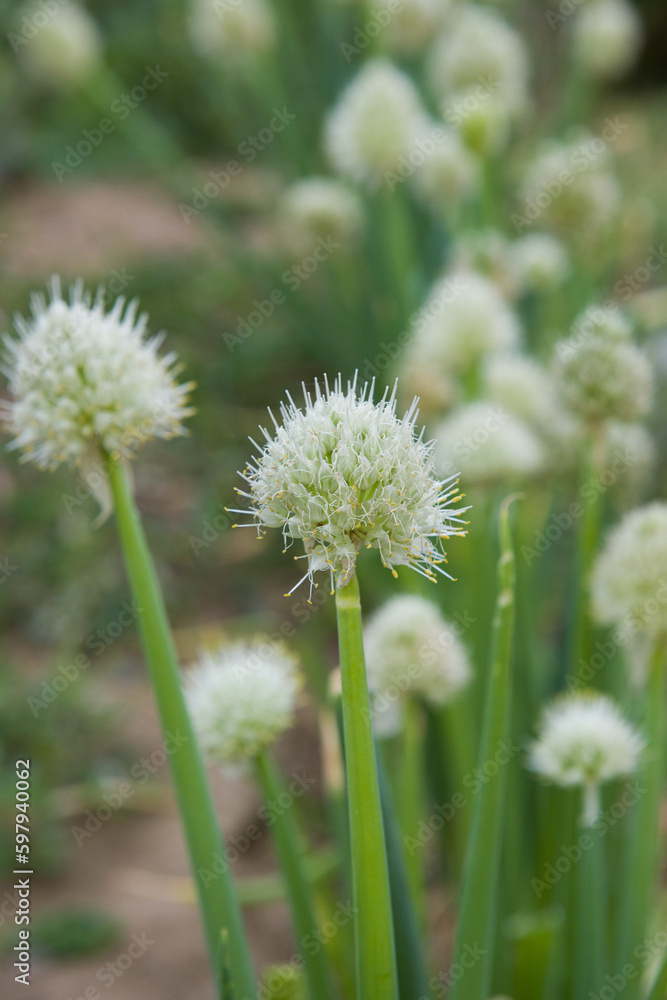 blooming green onion flower head in the garden. blooming green onion flower head in the garden.