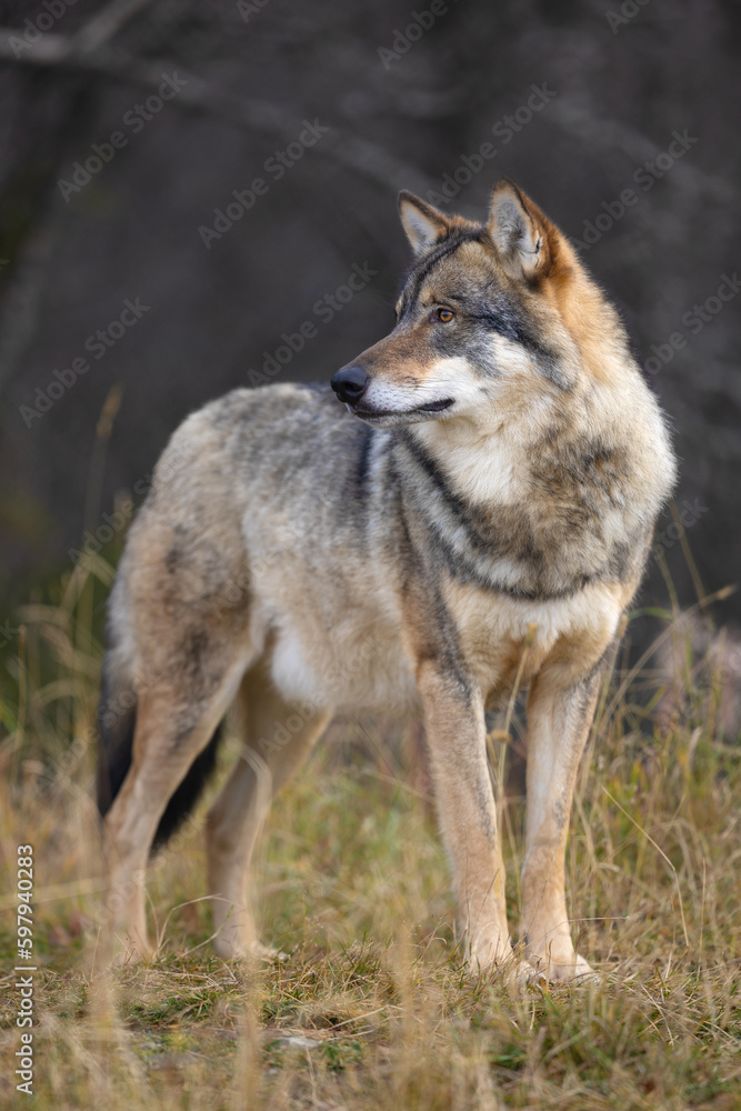 Close-up of large male grey wolf looing for enemies in the forest