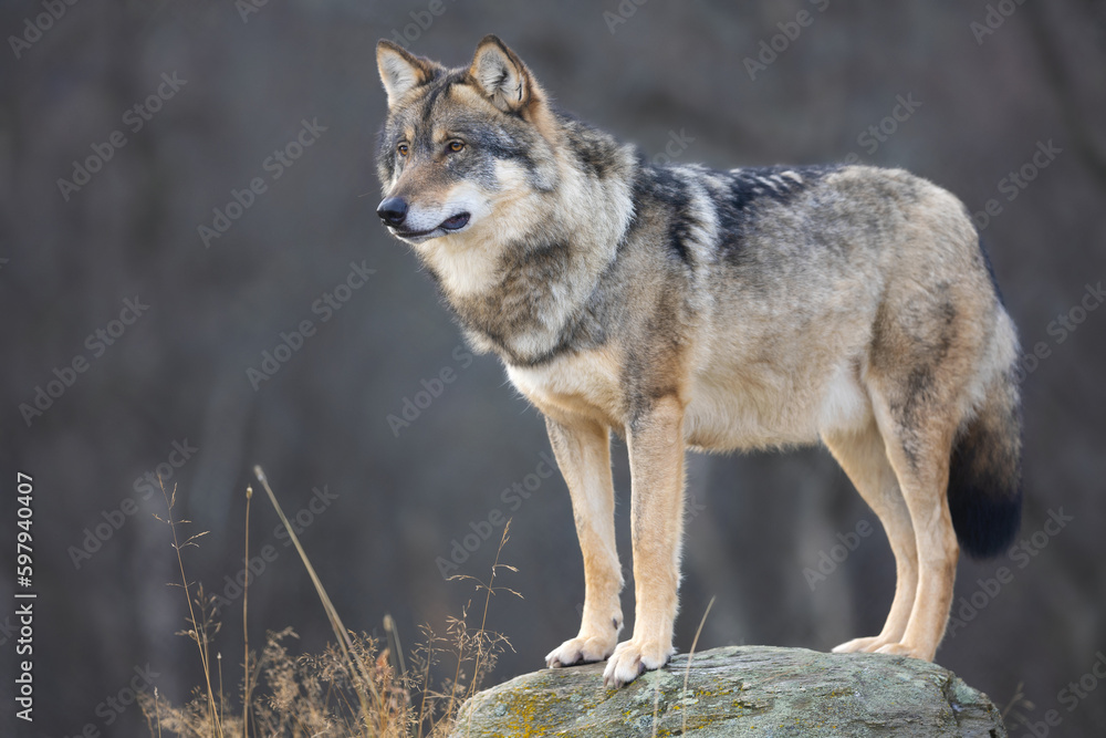 Large male grey wolf in profile looking for prey - obrazy, fototapety, plakaty 