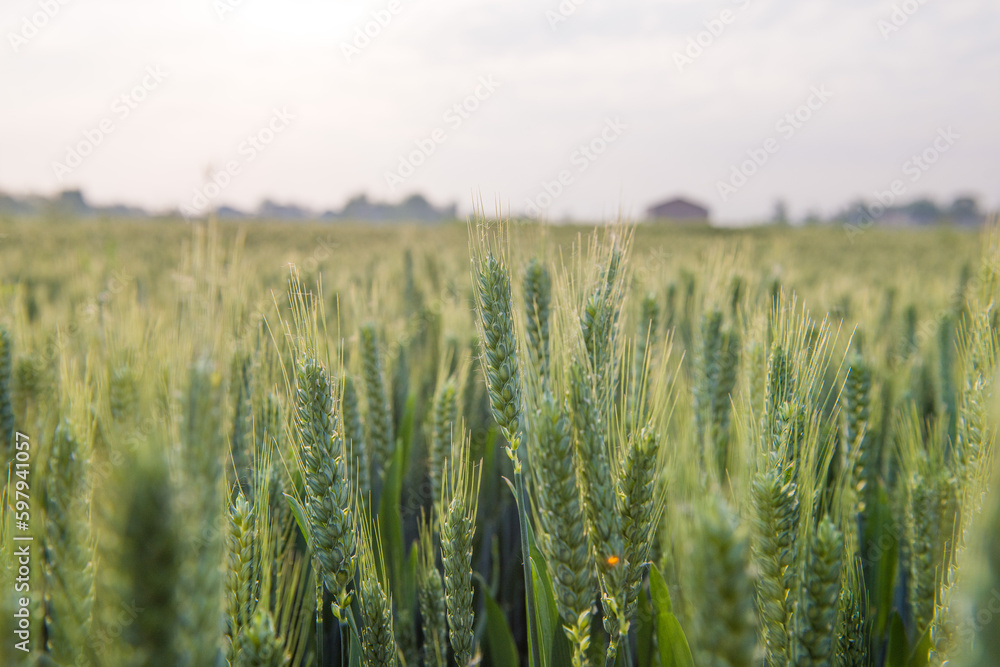 green wheat field, young ears of green wheat with sunshine in spring green wheat field, young ears of green wheat with sunshine in spring