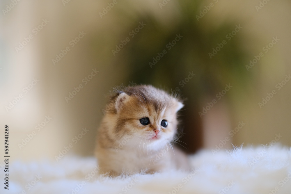 Fototapeta premium Award-winning British short hair cats and kittens