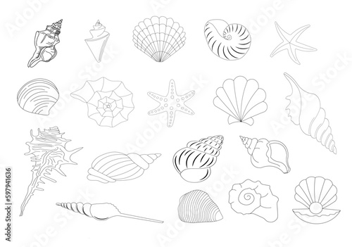 Different ocean, sea shells collection.