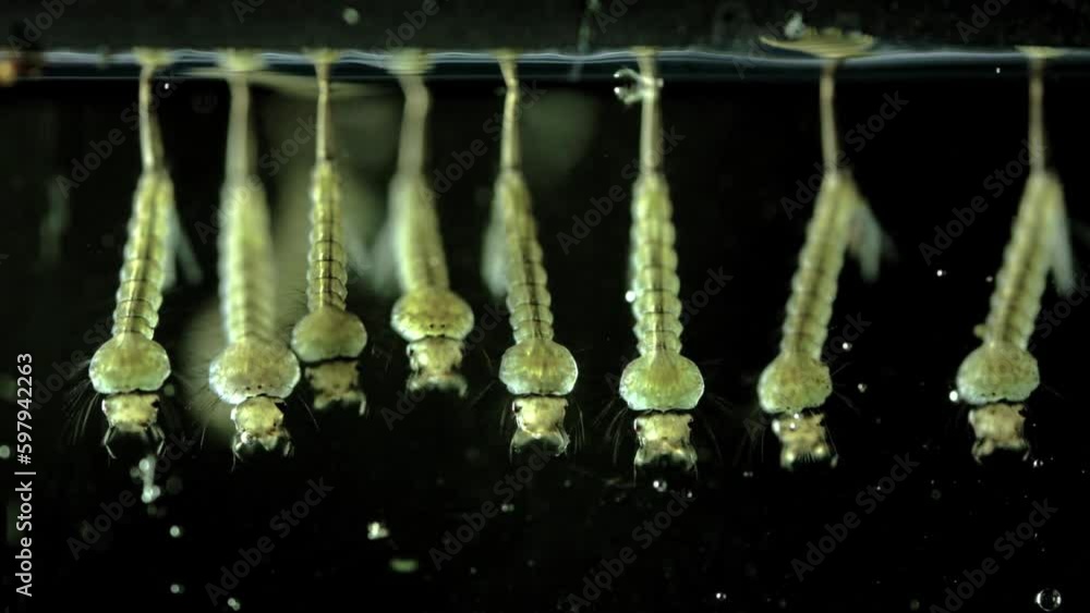 Mosquito larva in water new hatch baby born disease Dengue fever larvae ...