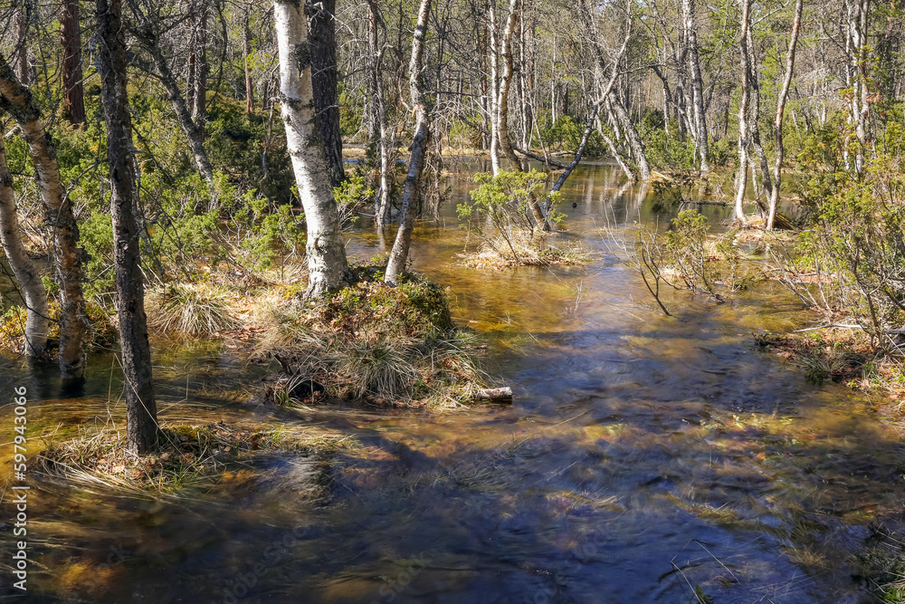Obraz premium Spring flood in the woods in Norway