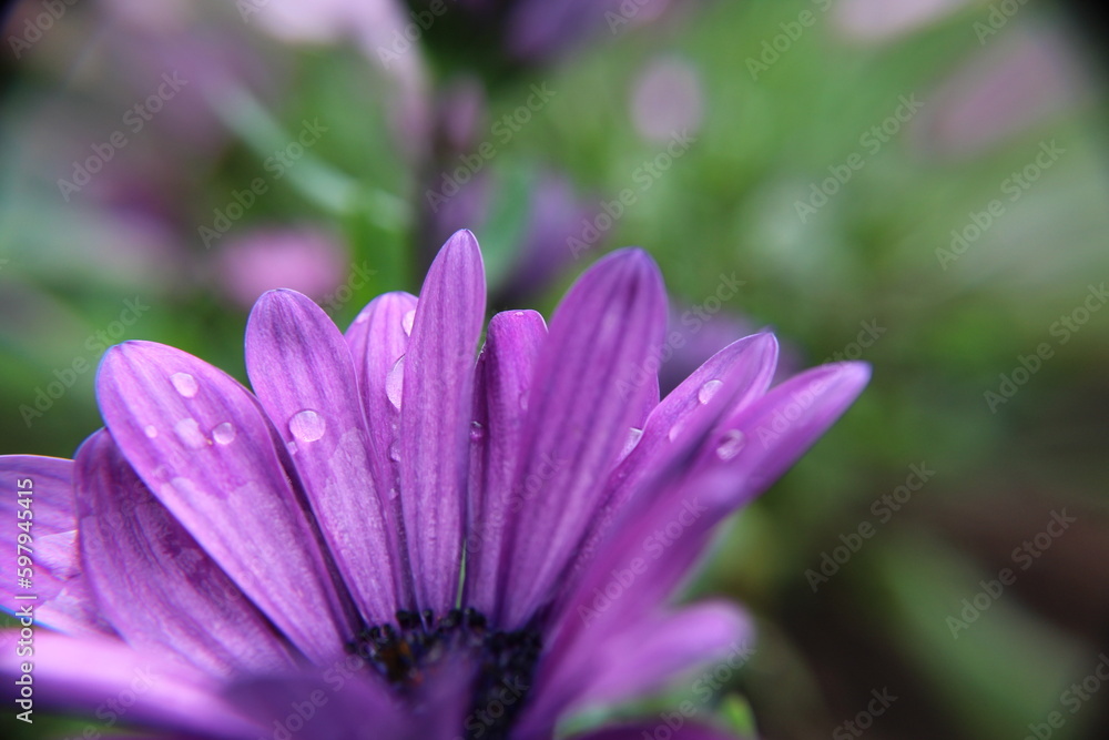 fond d'écran, pluie, goutte, gouttelette, fleur, nature, mauve, flore, printemps, macro, fleurir, couleur, beau, pétales