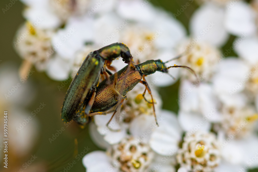 Naklejka premium Nature in macro