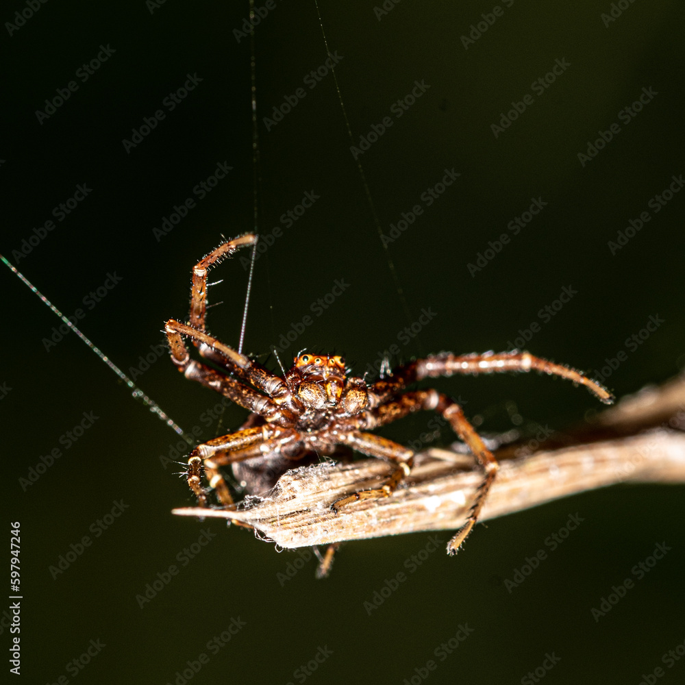 Fototapeta premium Nature in macro