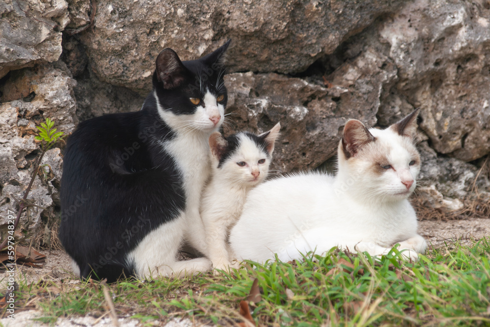竹富島の猫親子 竹富島の猫親子