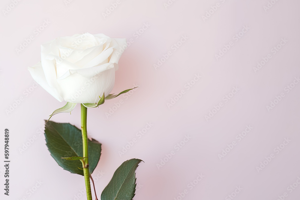 Fototapeta premium Beautiful white rose on pink background with copy space. Created with Generative AI Technology