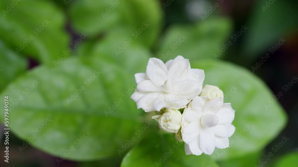 Blooming Jasmine Sambac on tree. Nature background. Blooming Jasmine Sambac on tree. Nature background.