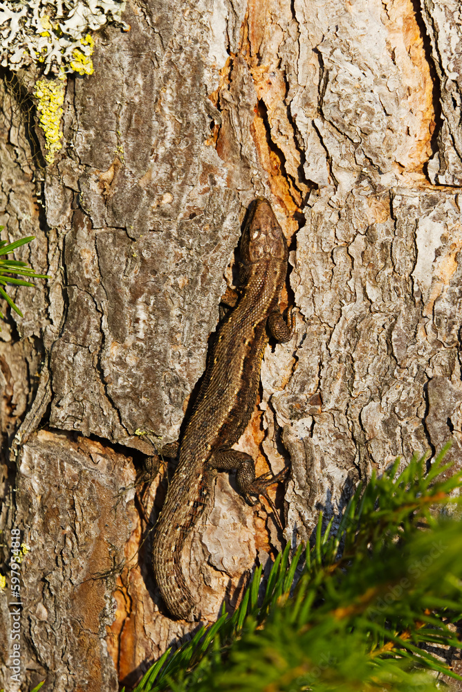 Viviparous lizard or common lizard, (Zootoca vivipara) without a tail basking closeup in spring. Viviparous lizard or common lizard, (Zootoca vivipara) without a tail basking closeup in spring.