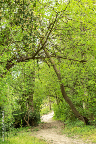 Wonderful path in a park or woods with lush green vegetation, plants and trees, vertical