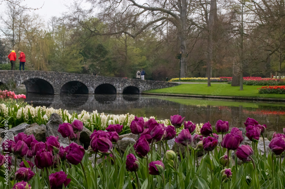 Obraz premium colorful dutch tulip fields