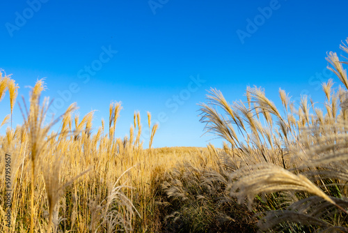Fototapeta Naklejka Na Ścianę i Meble -  Magnificent golden grassland of 