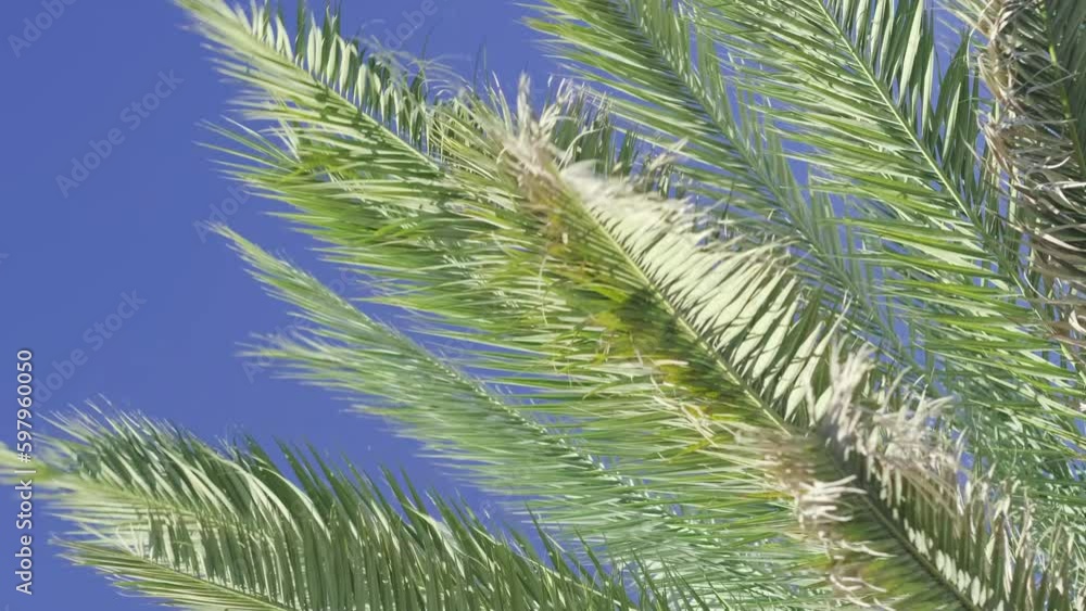 green palm trees swaying in the wind, leaves foliage over blue sky on tropical jungle island, summer vibe, traveling to warm countries. Generative AI green palm trees swaying in the wind, leaves foliage over blue sky on tropical jungle island, summer vibe, traveling to warm countries. Generative AI