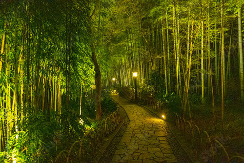 Bamboo forest path in Shuzenji, izu, Japan photo